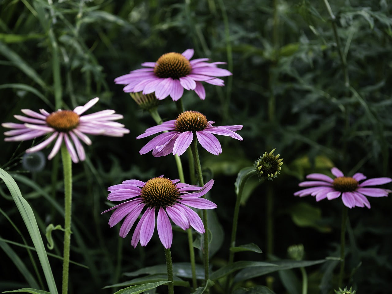 Discovering the Benefits of Echinacea: A Powerful Plant for Health