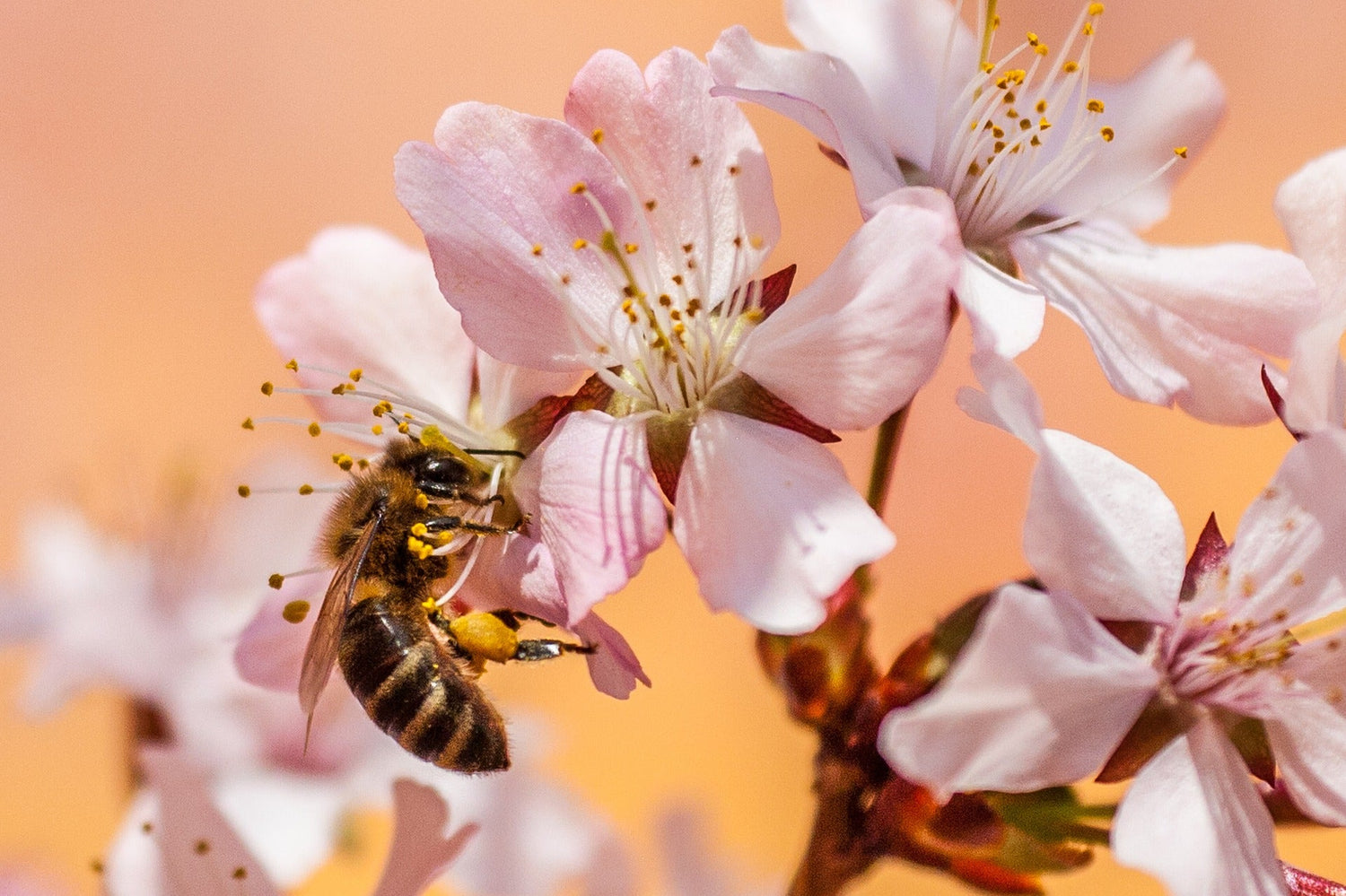 The propolis and its benefits in the spring