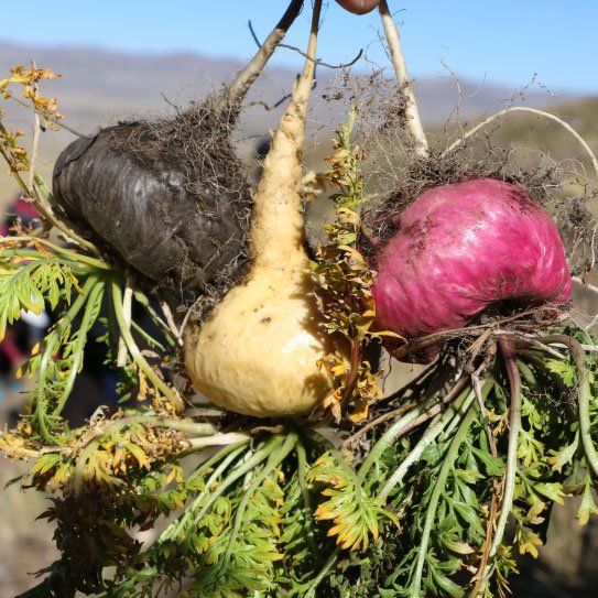 Maca: Origin, Types and Health Benefits