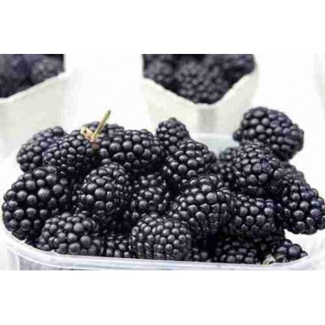MORAS ECO 125G  - BIONEST