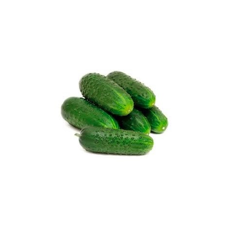 PEPINO CORTO ECO