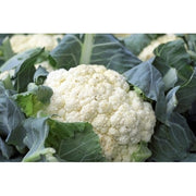 COLIFLOR ECO