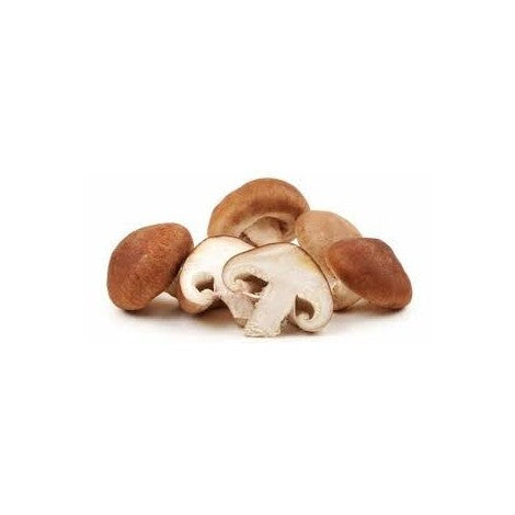 SETA SHIITAKE ECO