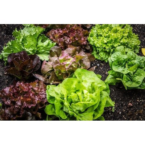 LECHUGA ECO