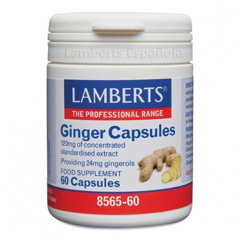 JENGIBRE 60 CAPS - LAMBERTS