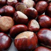 CASTAÑA GALLEGA ECO