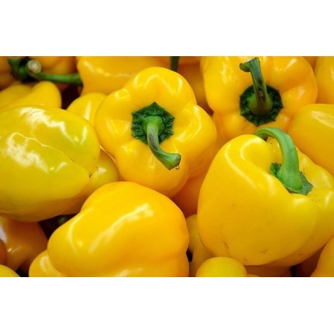 PIMIENTO AMARILLO ECO