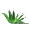 ALOE DRINK